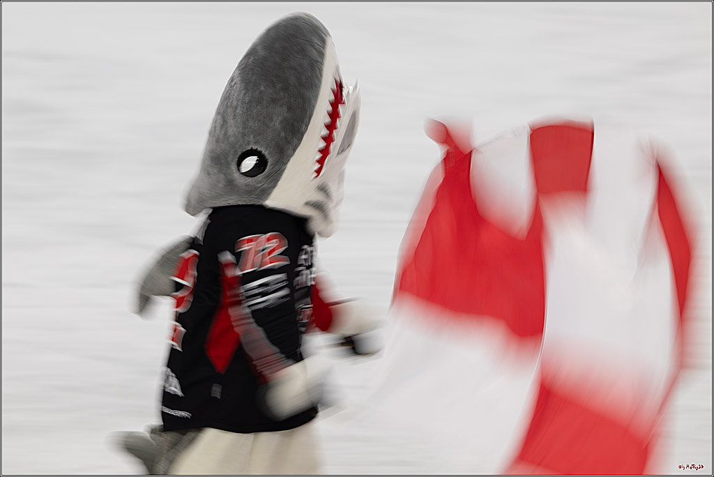 PENNY DEL 1; Kölner Haie - Düsseldorfer EG ; Köln, 16.02.2025